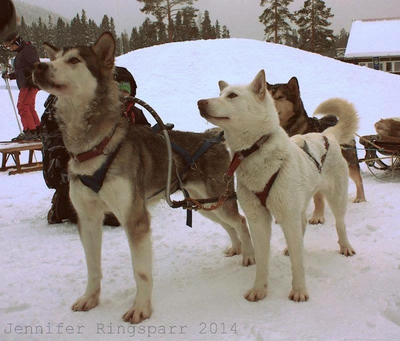 Stuga Saelen Klaeppen 5 Baeddar Uthyres Veckovis Soendag - Soendag Bagian luar foto